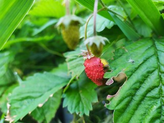 wild strawberry on a bush