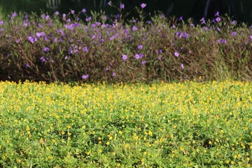 Pinto Peanut flower field, yellow flower background