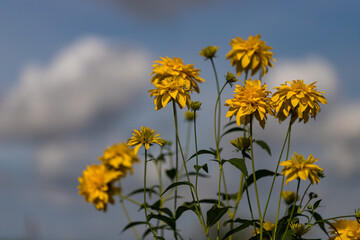 Fototapeta premium yellow flowers on blue sky background