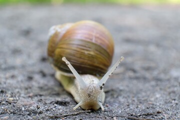 Closeup of Helix pomatia on the road in forest.  Common names the Roman snail, Burgundy snail, edible snail or escargot. 