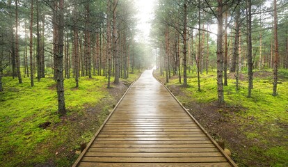 Modern wooden winding pathway (boardwalk) through the mighty mossy evergreen pine trees....