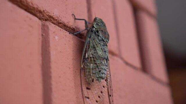 Close-up shot big Summer insect cicada insect still on the wall
