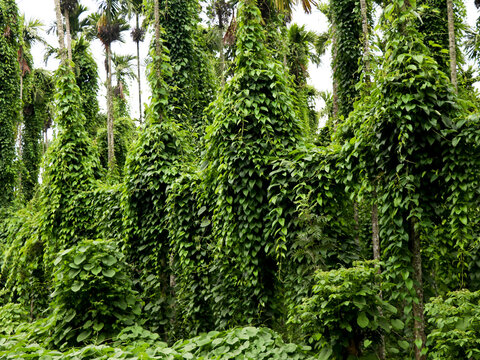 Cultivation of dioscorea alata known as purple yam or greater yam