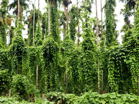 Cultivation of dioscorea alata known as purple yam or greater yam