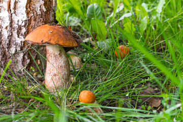 Red-capped scaber stalk in forest. Leccinum aurantiacum. Close-up, shallow DOF. Three red-headed...