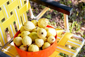 Yellow fruit from the field. Guava in natural environment 
