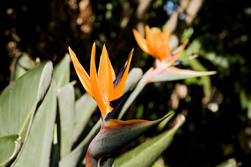 Beautiful Strelitzia or crane flower in soft forest light