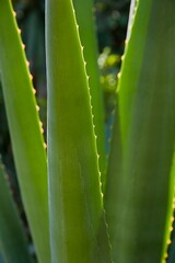 High contrast close-up view of long aloe plant leaves