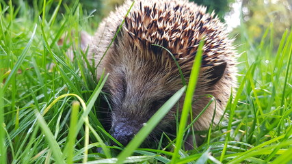 hedgehog in the grass