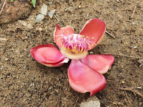 A large ball of orange petals and pink stamens fell to the ground. The tabernacle tree, grown in temples, has a pungent fragrance and blooms in the rainy season. Will bloom and fall on the same day
