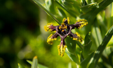 wild flowers exotic purple and yellow
