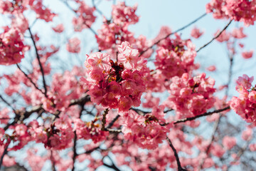 pink cherry blossom