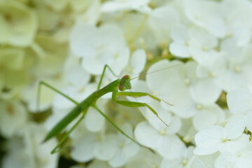 カマキリと紫陽花