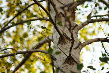 Birch tree with green and yellow leaves grow in autumn garden. Closeup trunk and branches.