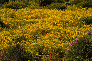 yellow wild flowers