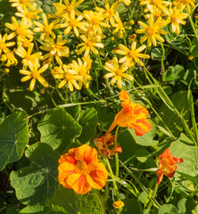 yellow and orange wild flowers