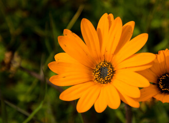 orange wild flower daisy
