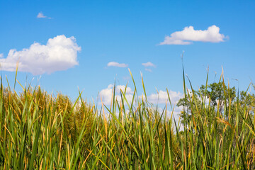 Tall grasses and reeds looking up towards blue summer sky with small fluffy clouds. Concept of freshness, growth, agriculture, natural