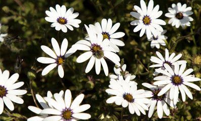closeup of white daisies as background