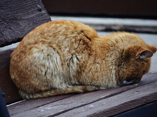 prairie cat sleeping