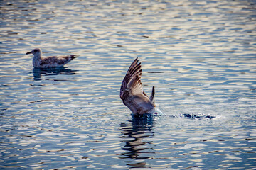 Naklejka premium seagull fishing