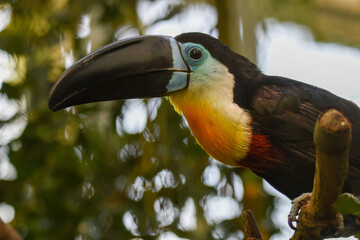 Toucan - Ramphastos vitellinus, zoo or wildlife .Close up.