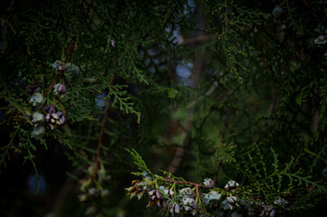 Dark green branch Platycladus with cones on dark background close up. Oriental thuja leaves frame in autumn