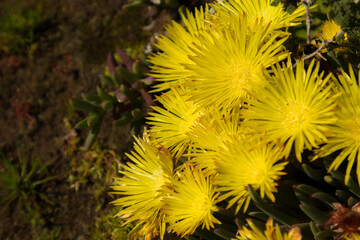 yellow vygies closeup wild flowers