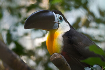 Toucan - Ramphastos vitellinus, zoo or wildlife .Close up.