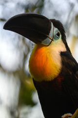 Toucan - Ramphastos vitellinus, zoo or wildlife .Close up.