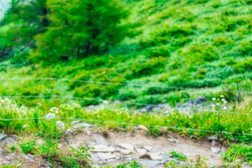 Obraz premium 【長野県 美ヶ原】高原に咲く高山植物