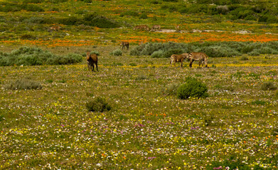 wild flowers with zebra