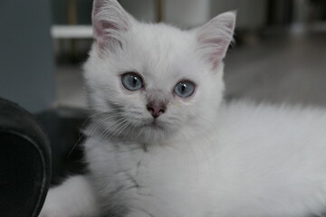 Play happily with the silver dot British short cat