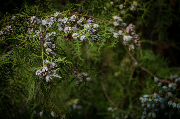 Green branch Platycladus with cones of on dark background close up. Oriental thuja leaves in autumn