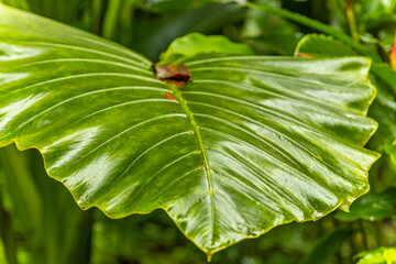 Bid green leaf. Amazing nature of Hawaii