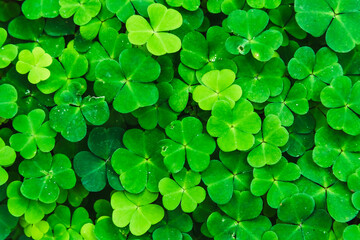 Bright green clover leaves. Textures and backgrounds for designers