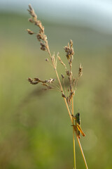 grasshopper on a blade of grass in the summer in the meadow