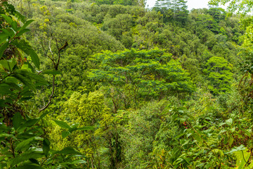 Fototapeta na wymiar Amazing green forest. Hawaii island