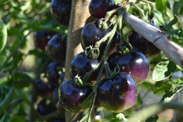 black cherry tomatoes