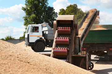 Processing of grain after harvesting. Grain cleaning machine, loads grain into the back of a truck. 