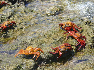 Die Rote Klippenkrabbe,Grapsus grapsus, gehört zu den häufigsten Krabbenarten der...