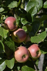 Red apples on a background of green leaves on a tree. 