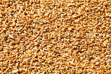 Wheat grains in the form of an agricultural background. 