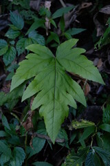 green leaves from shrub plants