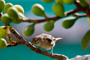 Bird on the branch of a fig tree and choose your meal.