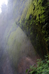 canyon in the forest