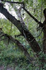 tree trunk in the forest