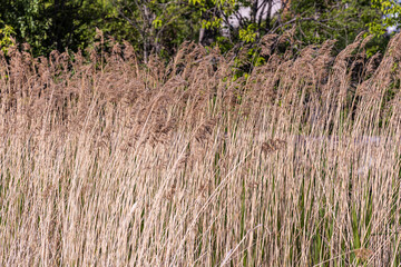 Horizontal texture of dry yellow grass reeds is by a pond in summer © Tatiana Kuklina