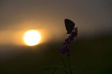 the common blue butterfly Polyommatus icarus on a forest flower  against the rising sun