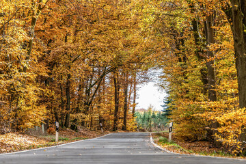 A winding road with loose fall leaves through autumn trees in germany rhineland palantino